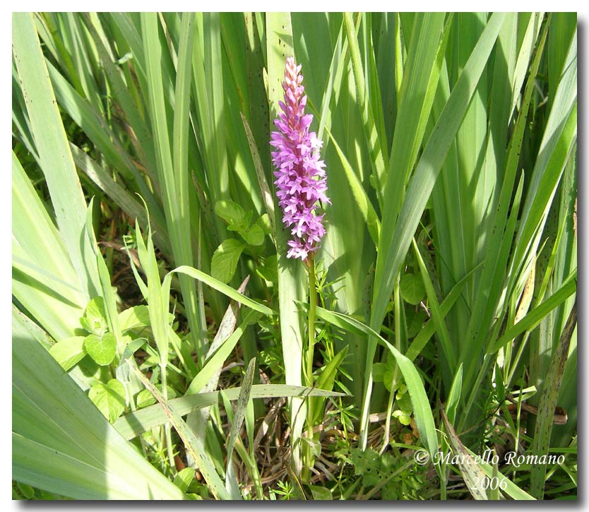 Dactylorhiza maculata subsp. saccifera